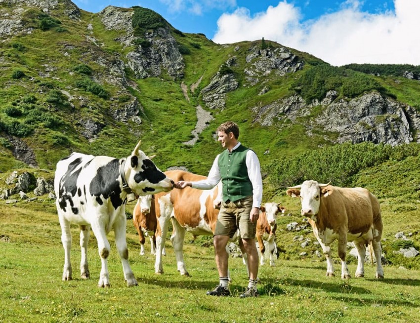 Gastgeber Bernhard füttert die Kühe