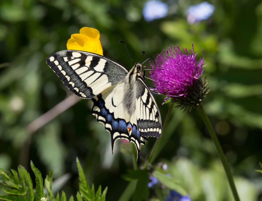 Schwalbenschwanz, Schmetterling in Obertauern