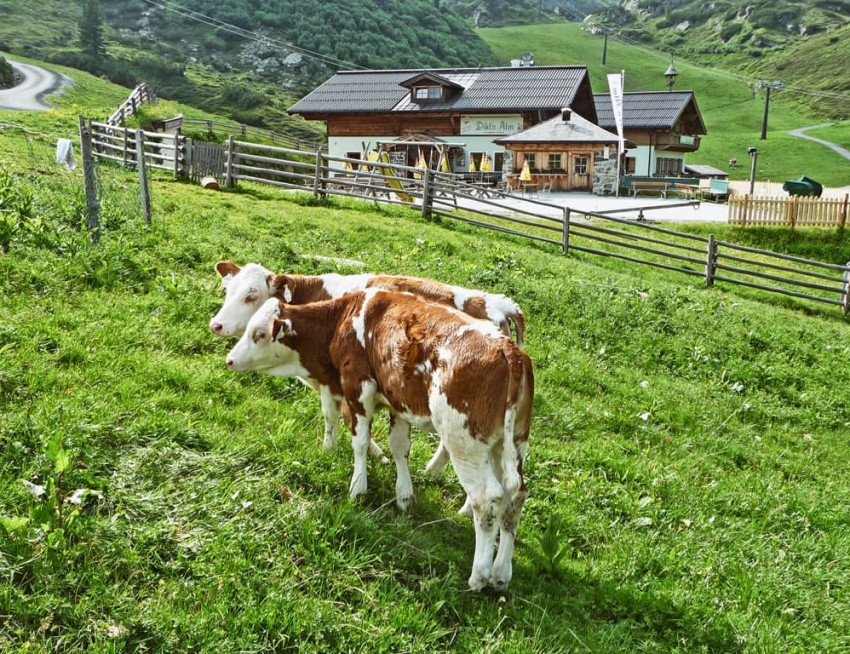 Kälber vor der Dikt'n Alm