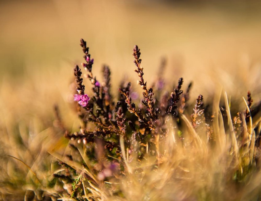 Herbstgräser © Tourismusverband Obertauern