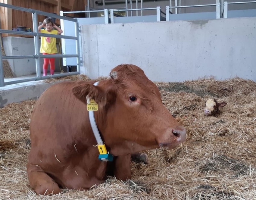Heubad für Mutterkuh und Kalb