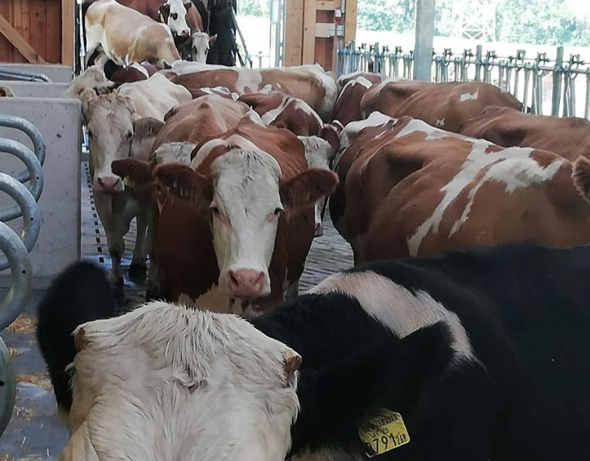 Ab gehts zu den neuen Stallungen