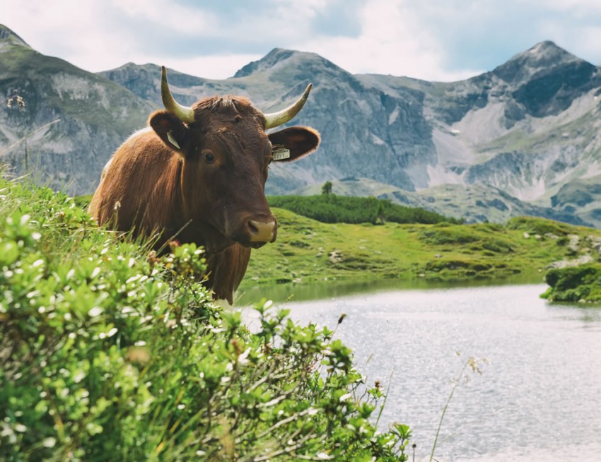 Kuh mit Almsee