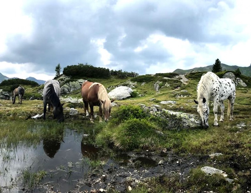 Pferde auf der Alm