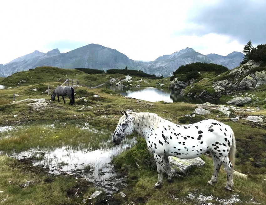 Tiere auf der Alm im Obertauern
