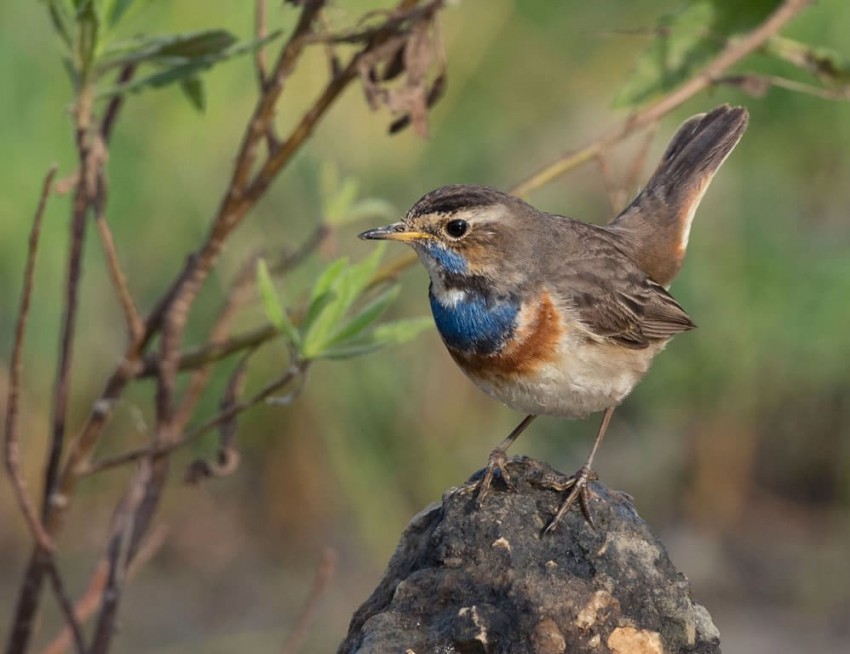 Rotsterniges Blaukehlchen im Hundsfeldmoor in Obertauern