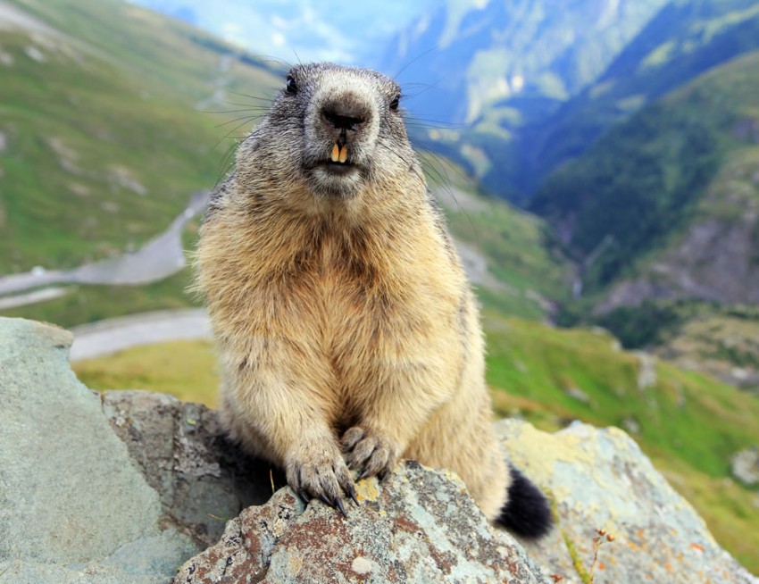 Murmeltier in Obertauern