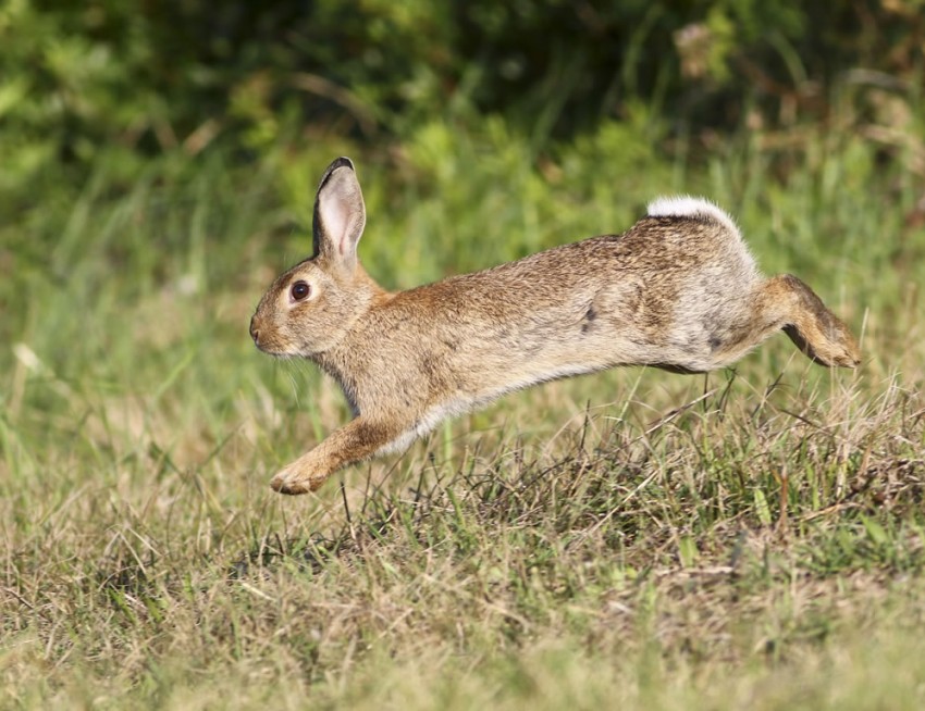 Wildhase in Obertauern