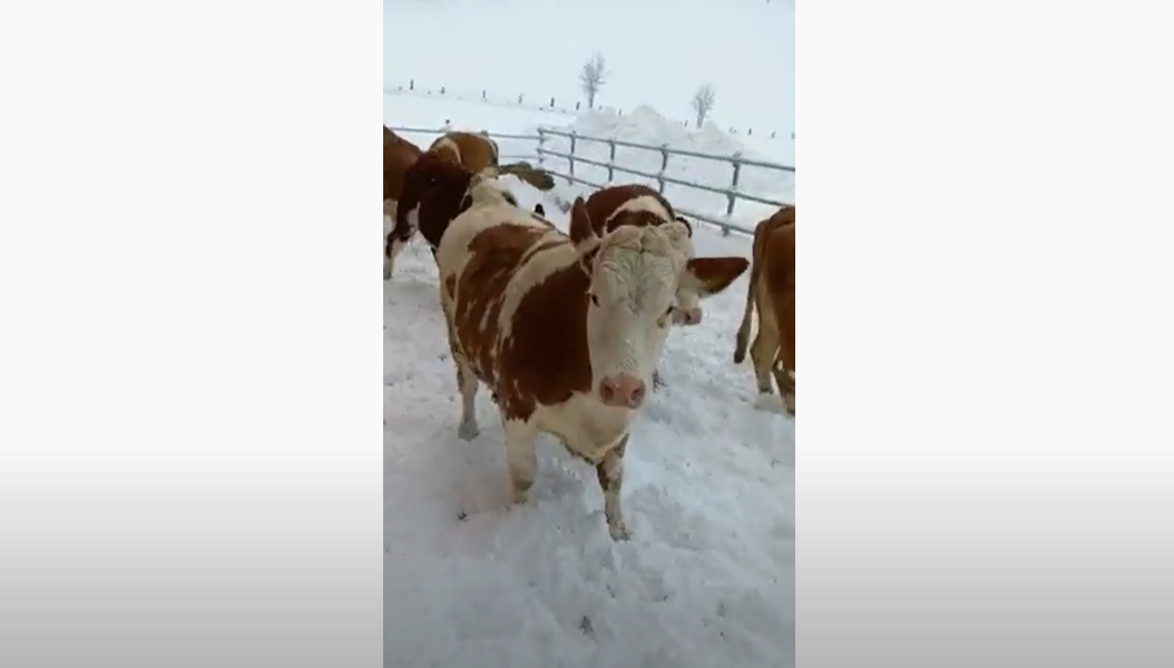 Gut Außerfels Video